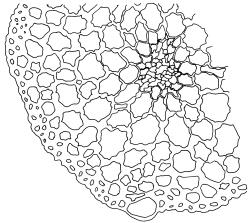 Gertrudiella torquata, segment of stem cross-section. Drawn from J.E. Beever 99-84b, CHR 611397.
 Image: R.D. Seppelt © R.D.Seppelt All rights reserved